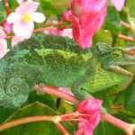 Jackson's_Chameleon