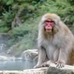 Japanese macaque.