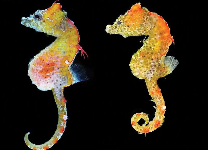 Japanese pygmy seahorse