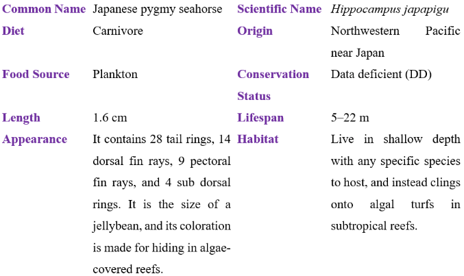 Japanese pygmy seahorse table