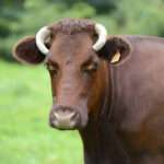 shorthorn cow
