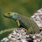 Jewelled-Lizard