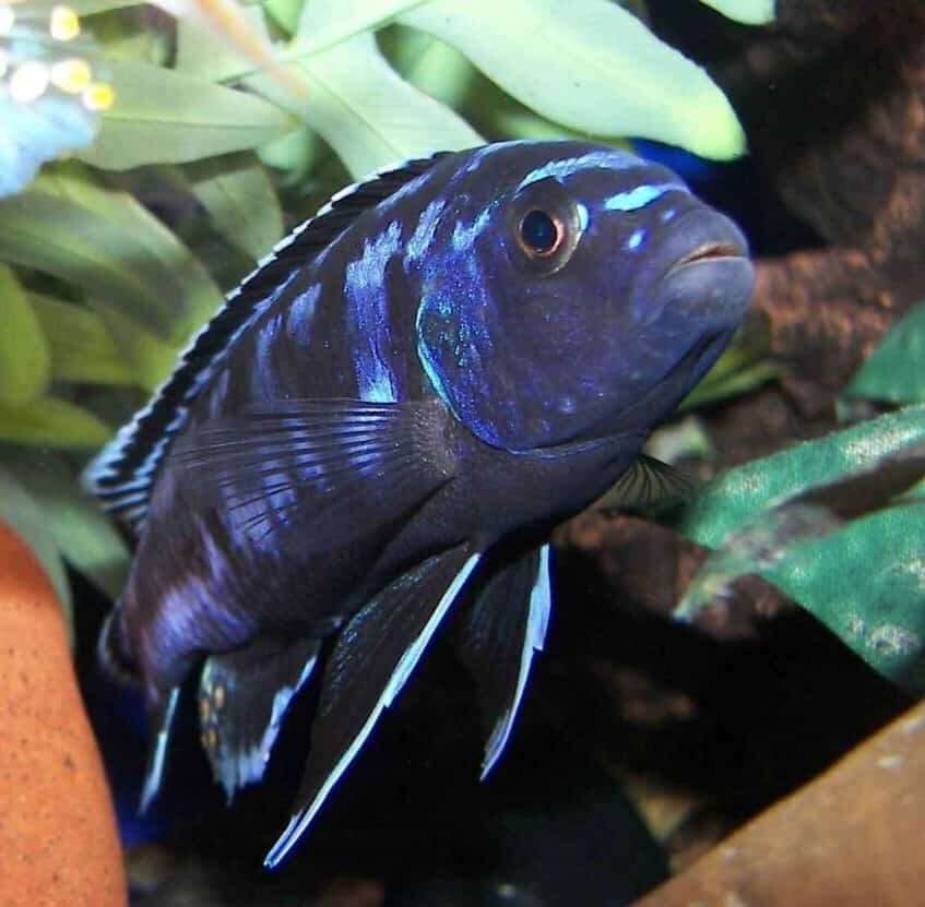 Johanni cichlid fish