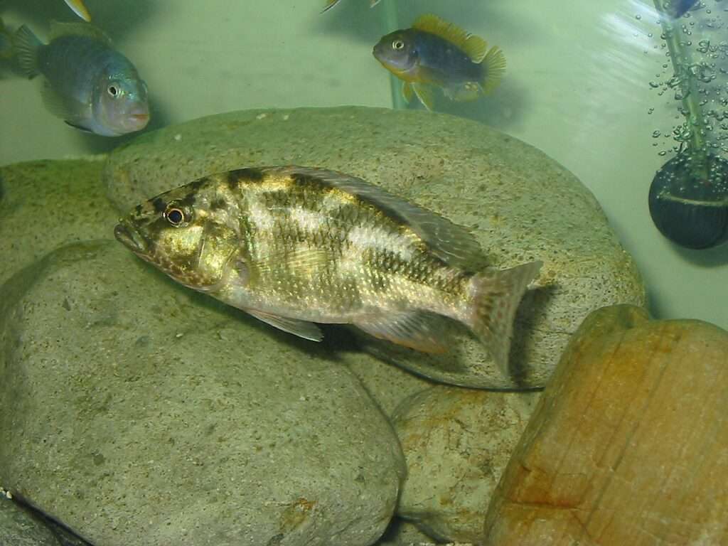 Kaligono fish