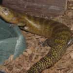 Kei Island Blue Tongue Skinks