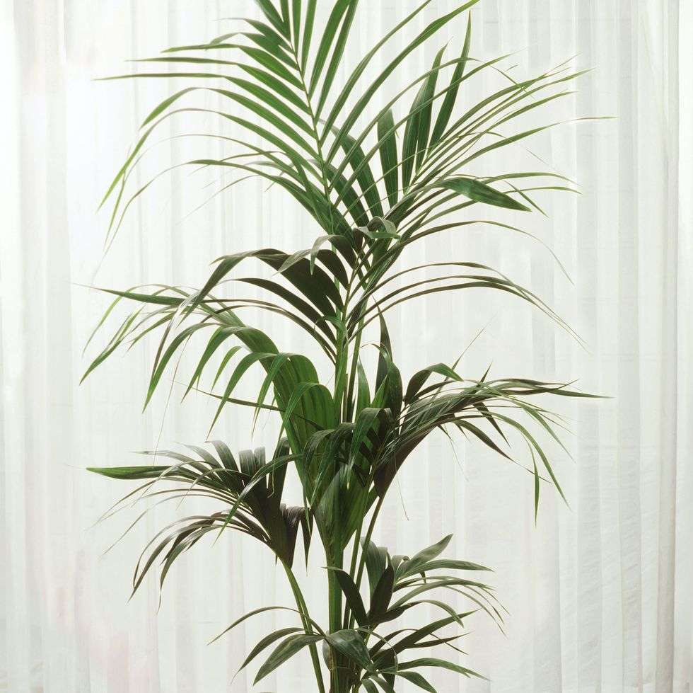 Kentia palm