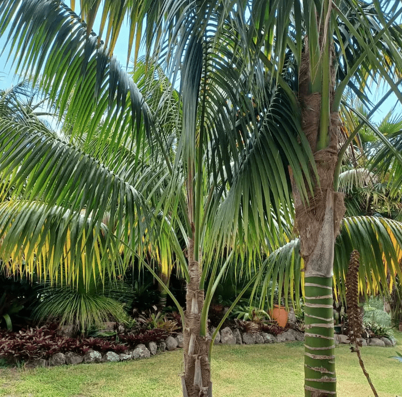 Kentia-palm