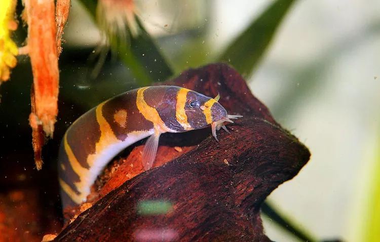 Kuhli Loach Fish