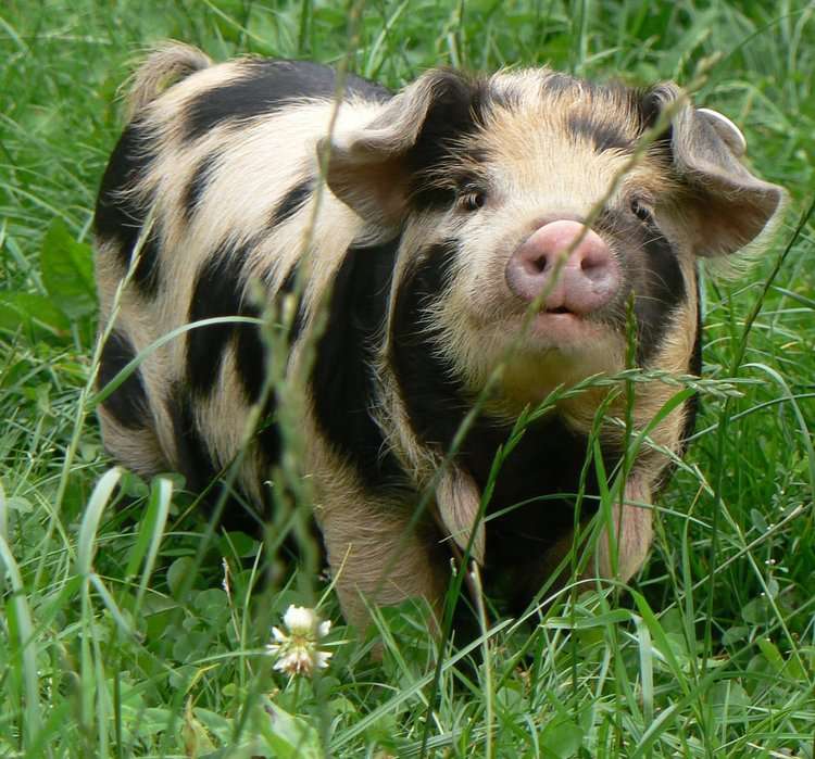 Kunekune pig