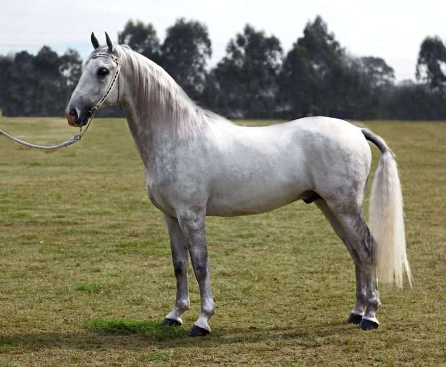 LIPPIZAN