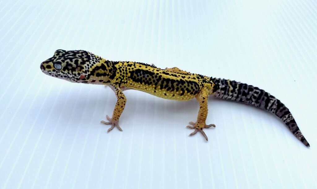 Lemon-Frost Leopard Gecko