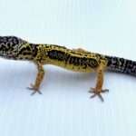 Lemon-Frost Leopard Gecko