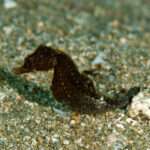 Lemur-tail Seahorse