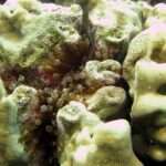Lesser-Knob Coral