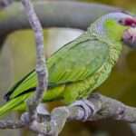 Lilac-Crowned Amazon