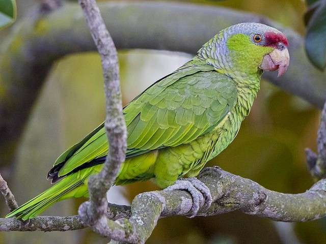Lilac-Crowned Amazon