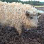Lincolnshire Curly Coat pig