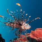 Lionfish