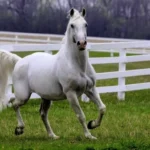 Lipizzaner-horse