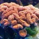 Lobed-Brain Coral