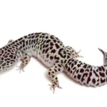 Mack-Snow-Leopard-Gecko-768x576