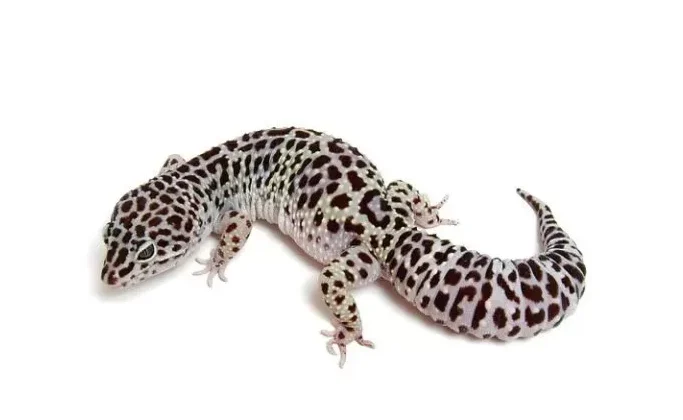 Mack-Snow-Leopard-Gecko-768x576
