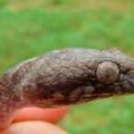 Malagasy cat-eyed snake