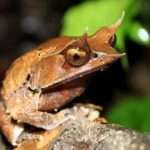 Malayan Horned Frog.