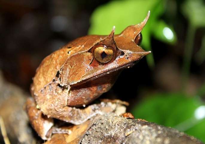 Malayan Horned Frog.