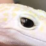 Marble Eye Leopard Gecko