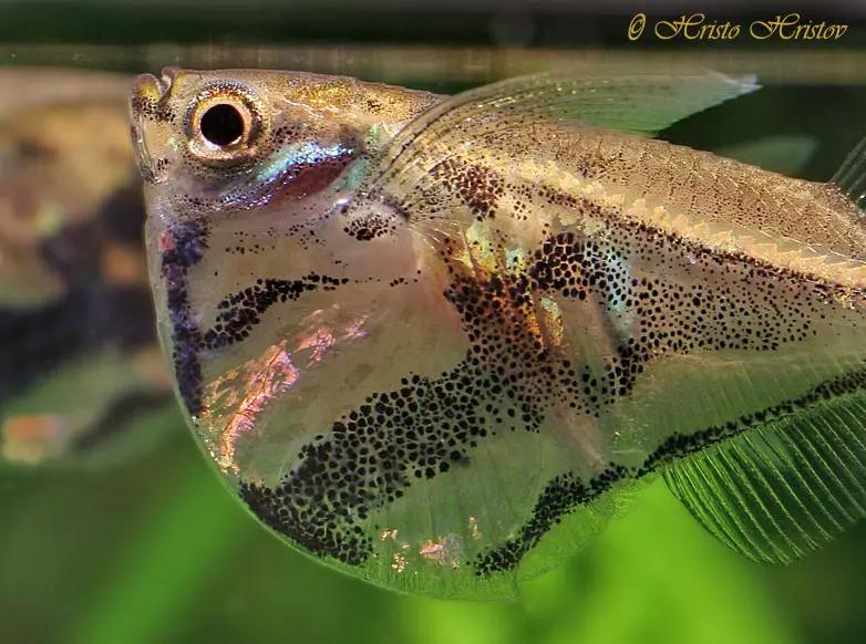 Marbled Hatchet Fish
