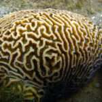 Maze Brain Coral