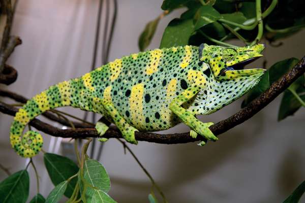 Meller’s chameleons