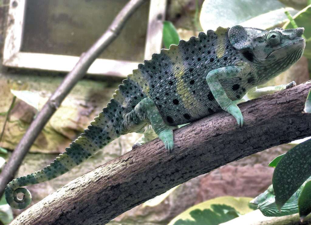 Mellers.chameleon