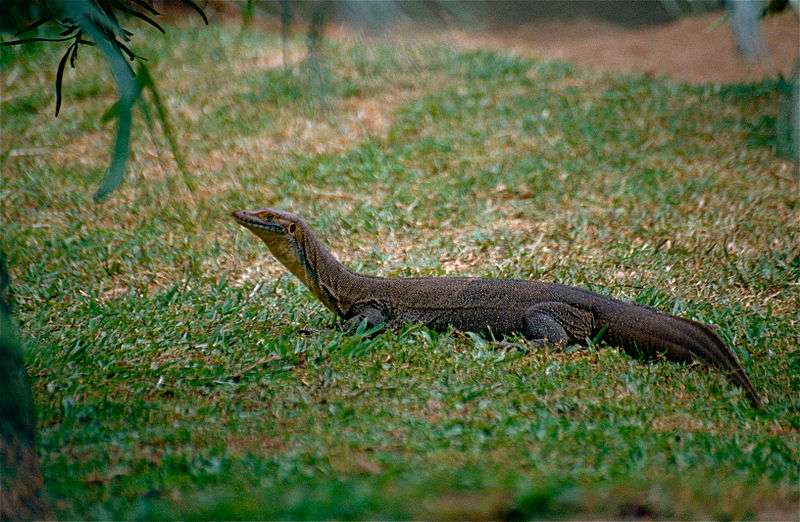 Mertens'_Water_Monitor_(Varanus_mertensi)