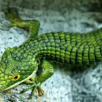Mexican-Alligator-Lizard