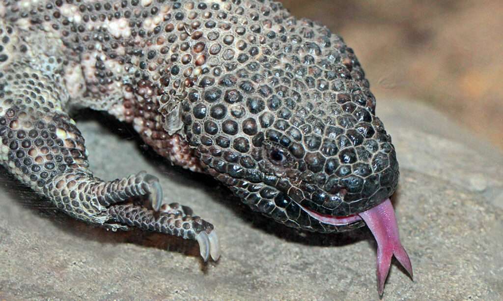 Mexican-Beaded Lizard