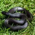 Mexican Black Kingsnakes