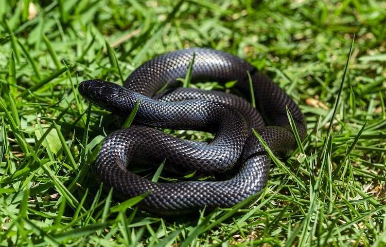 Mexican Black Kingsnakes