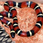 Mexican-Milk-Snake