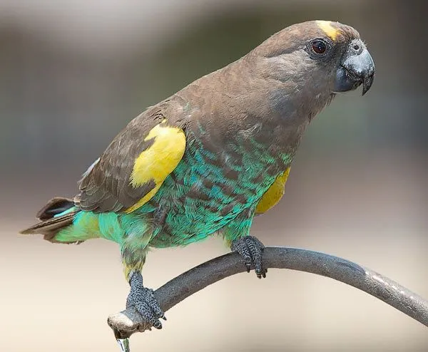 Meyer’s Parrot.