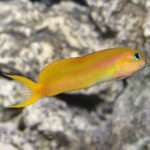 MidasBlenny