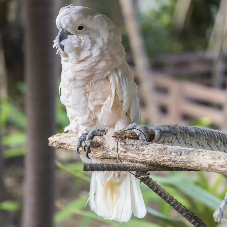 Moluccan Cockatoo.