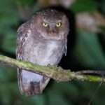 Mountain scops Owl