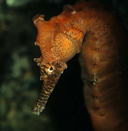 Australian Seahorse (Hippocampus augustus) Head detail, various colours