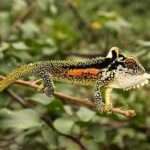 Natal-Midlands-Dwarf-Chameleon