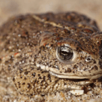 Natterjack Toad