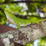 neotropical green anole