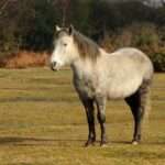 New_Forest_Pony_Dorset-2