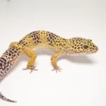 Normal Leopard-Gecko